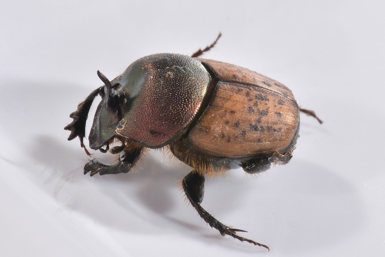 Scarabaeidae: Onthophagus coenobita? S, maschio.